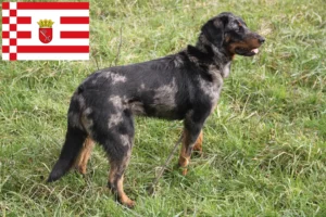 Read more about the article Beauceron hodowcy i szczenięta w Brema