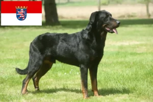 Read more about the article Beauceron hodowcy i szczenięta w Hesja