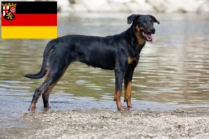 Read more about the article Hodowcy i szczenięta Beauceron w Nadrenia-Palatynat