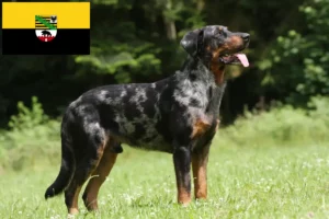 Read more about the article Hodowcy i szczenięta Beauceron w Saksonia-Anhalt