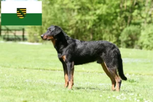 Read more about the article Beauceron hodowcy i szczenięta w Saksonia