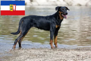 Read more about the article Beauceron hodowcy i szczenięta w Szlezwik-Holsztyn