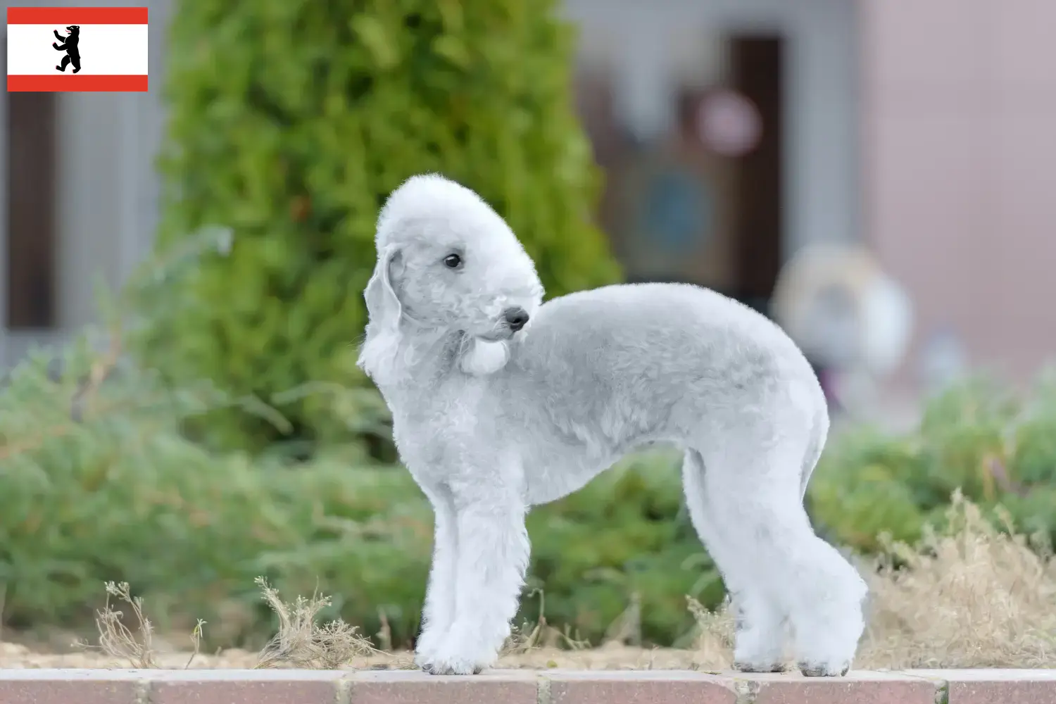 Read more about the article Hodowcy i szczenięta Bedlington terrier w Berlin