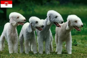 Read more about the article Hodowcy i szczenięta Bedlington terrier w Brandenburgia