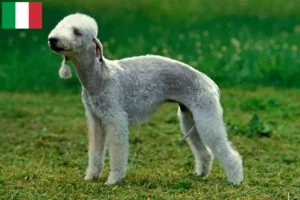 Read more about the article Hodowcy i szczenięta Bedlington terrier w Włochy