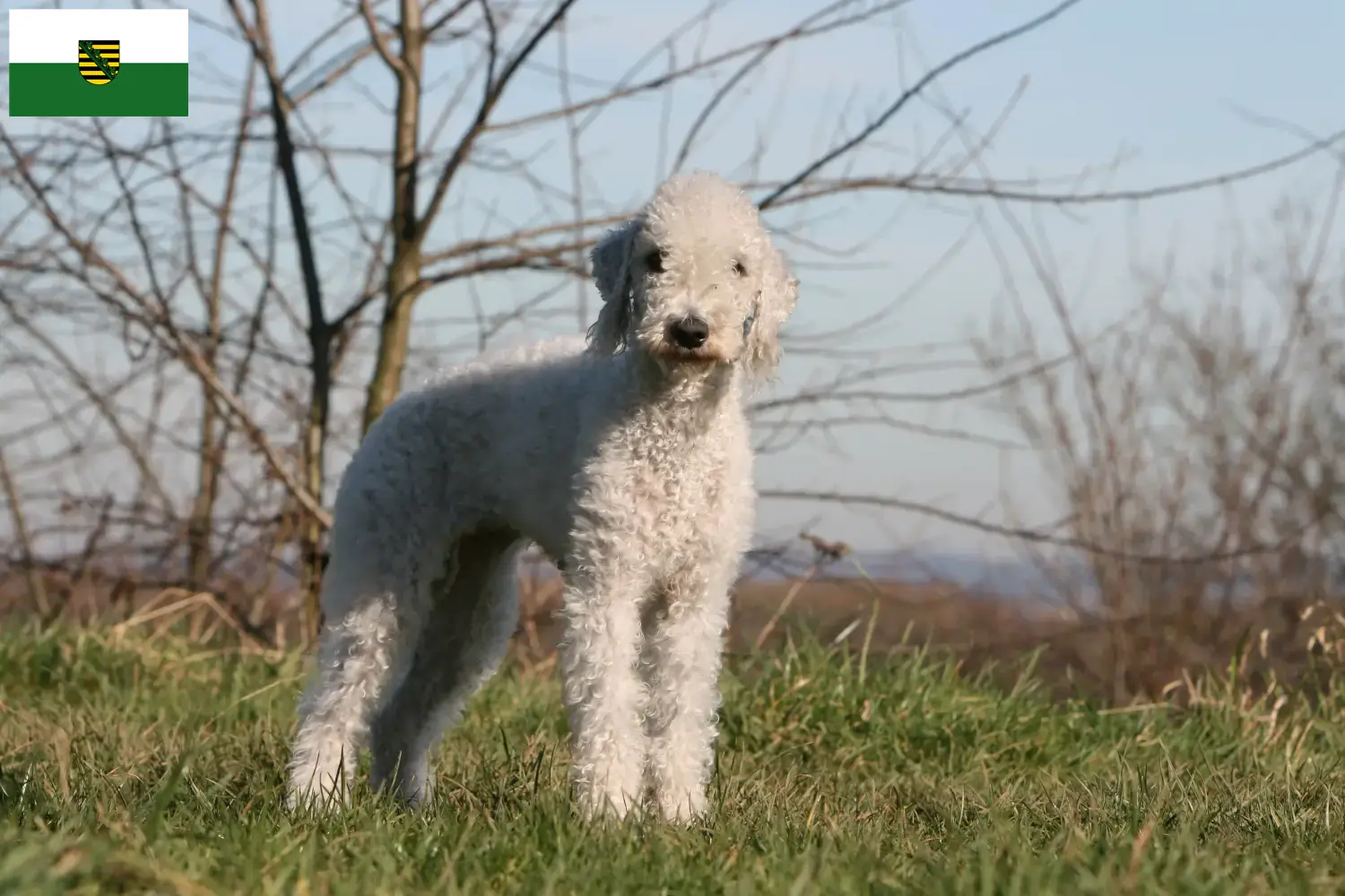 Read more about the article Hodowcy i szczenięta Bedlington terrier w Saksonia