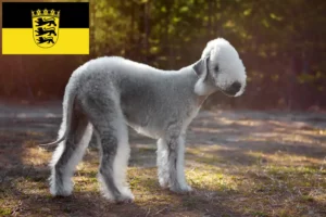 Read more about the article Hodowcy i szczenięta Bedlington terrier w Badenia-Wirtembergia