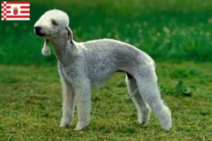 Read more about the article Hodowcy i szczenięta Bedlington terrier w Brema