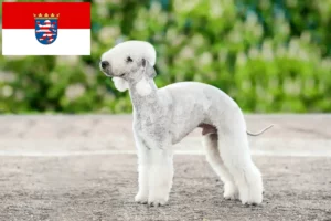 Read more about the article Hodowcy i szczenięta Bedlington terrier w Hesja