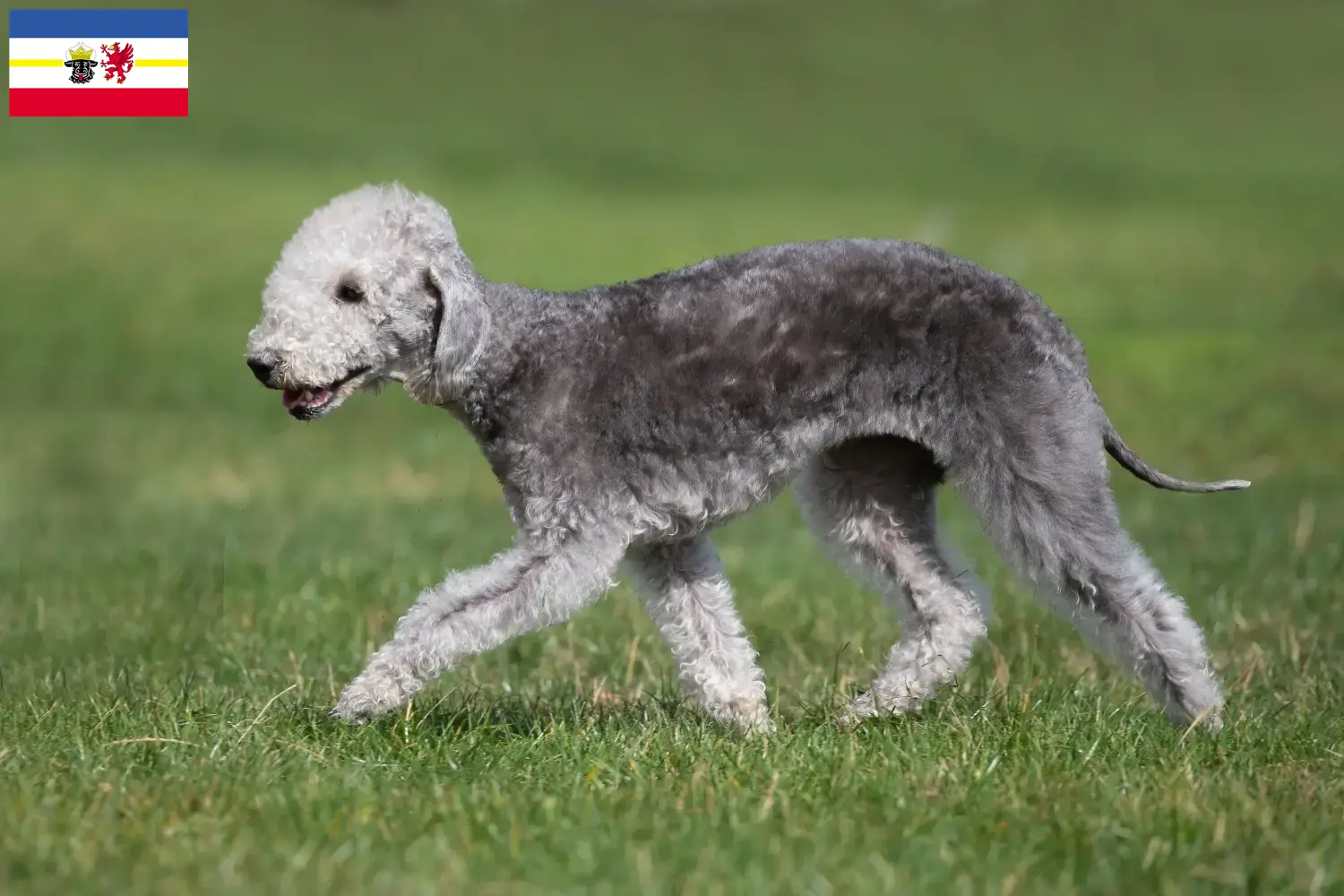 Read more about the article Hodowcy i szczenięta Bedlington terrier w Meklemburgia-Pomorze Przednie