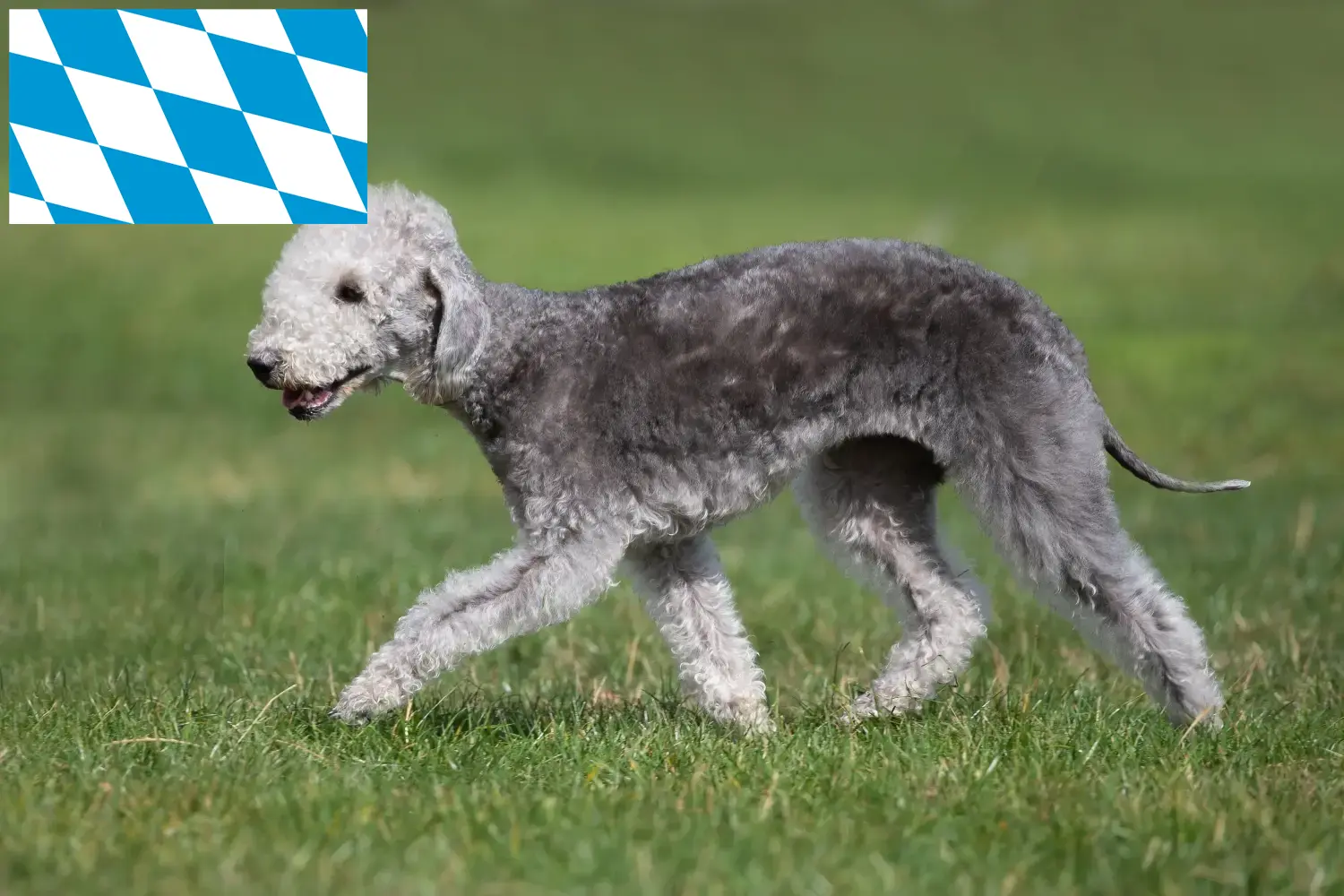 Read more about the article Hodowcy i szczenięta Bedlington terrier w Bawaria