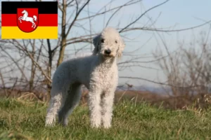 Read more about the article Hodowcy i szczenięta Bedlington terrier w Dolna Saksonia