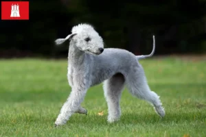 Read more about the article Hodowcy i szczenięta Bedlington terrier w Hamburg