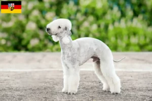 Read more about the article Hodowcy i szczenięta Bedlington terrier w Kraj Saary