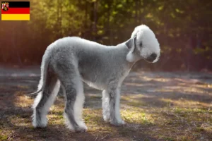 Read more about the article Hodowcy i szczenięta Bedlington terrier w Nadrenia-Palatynat