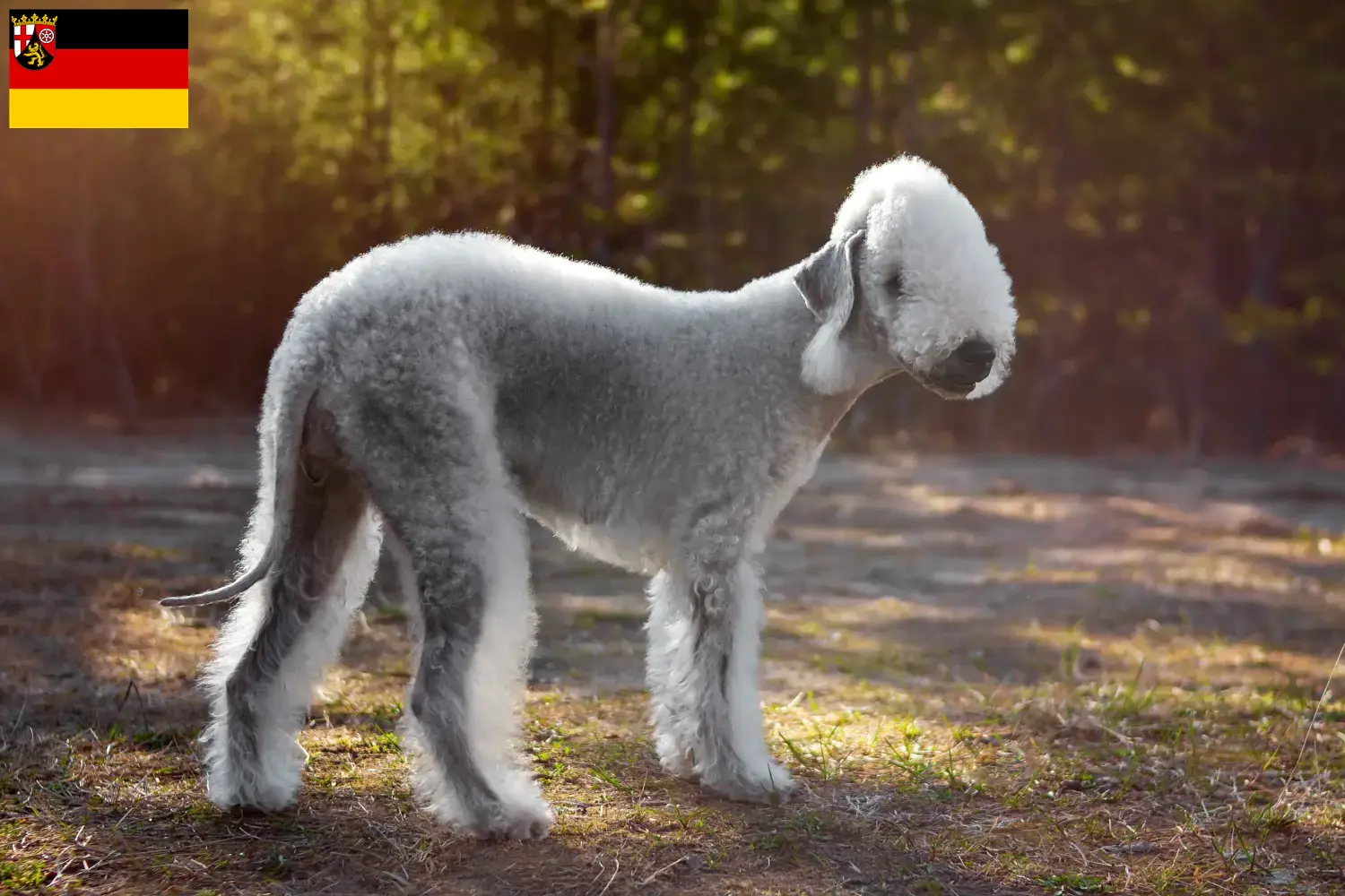 Read more about the article Hodowcy i szczenięta Bedlington terrier w Nadrenia-Palatynat