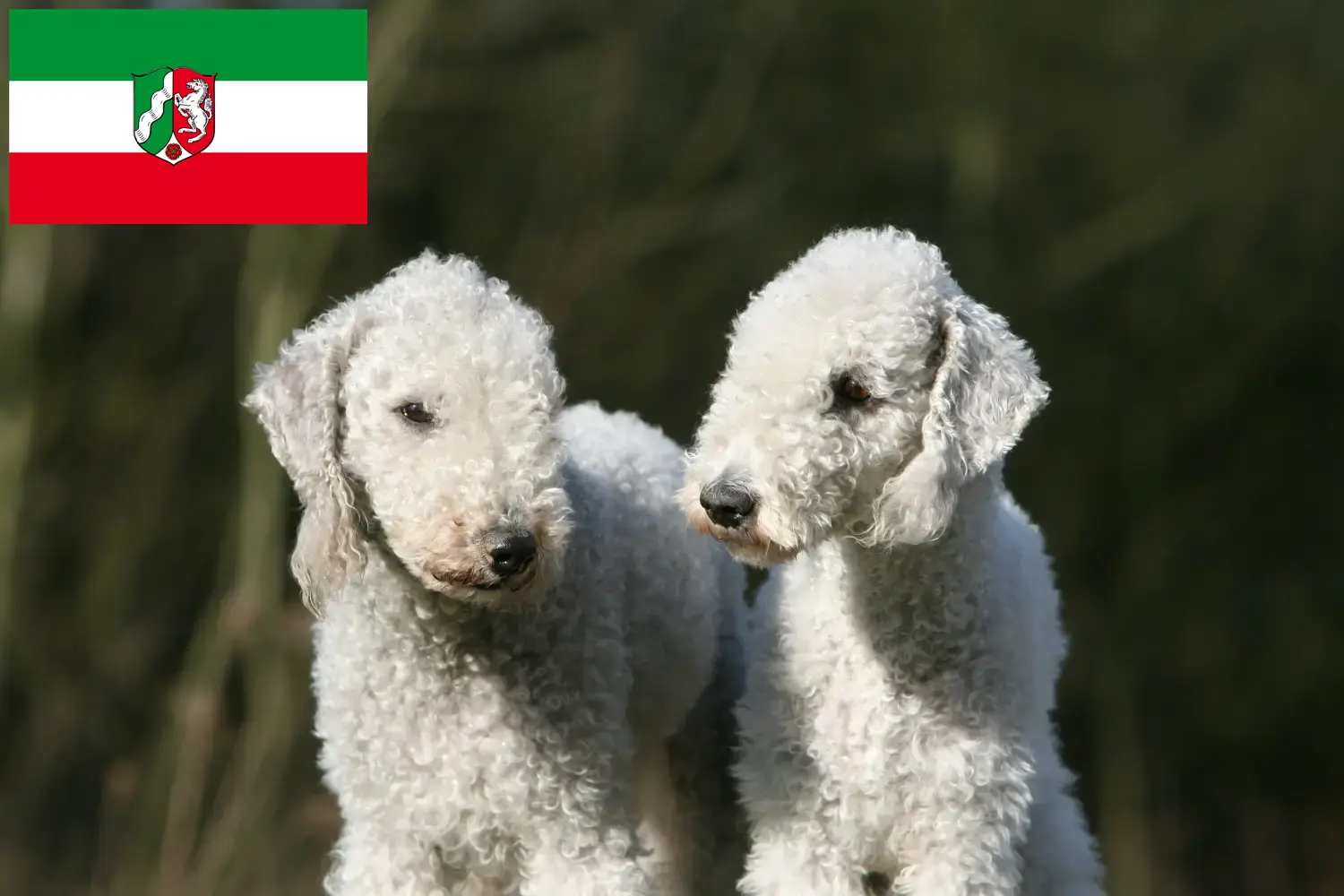 Read more about the article Hodowcy i szczenięta Bedlington terrier w Nadrenia Północna-Westfalia