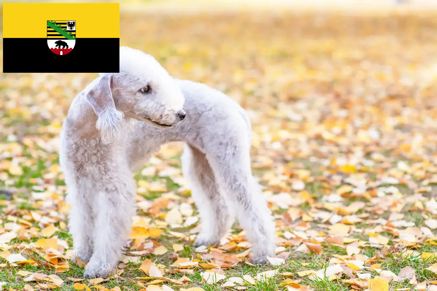 Read more about the article Hodowcy i szczenięta Bedlington terrier w Saksonia-Anhalt