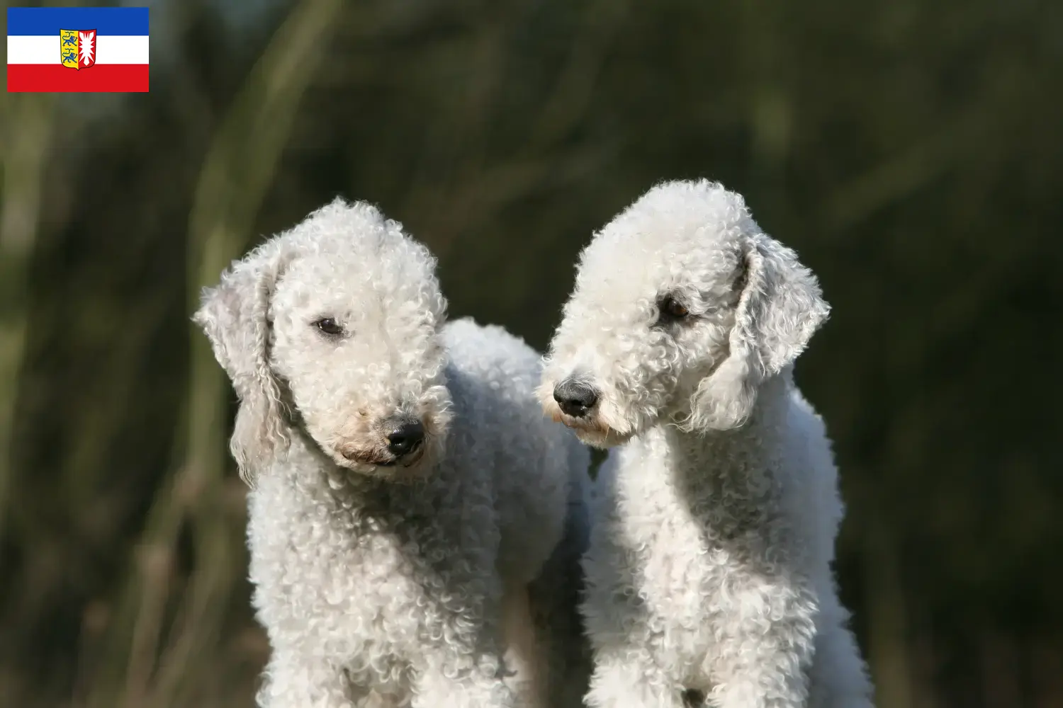 Read more about the article Hodowcy i szczenięta Bedlington terrier w Szlezwik-Holsztyn