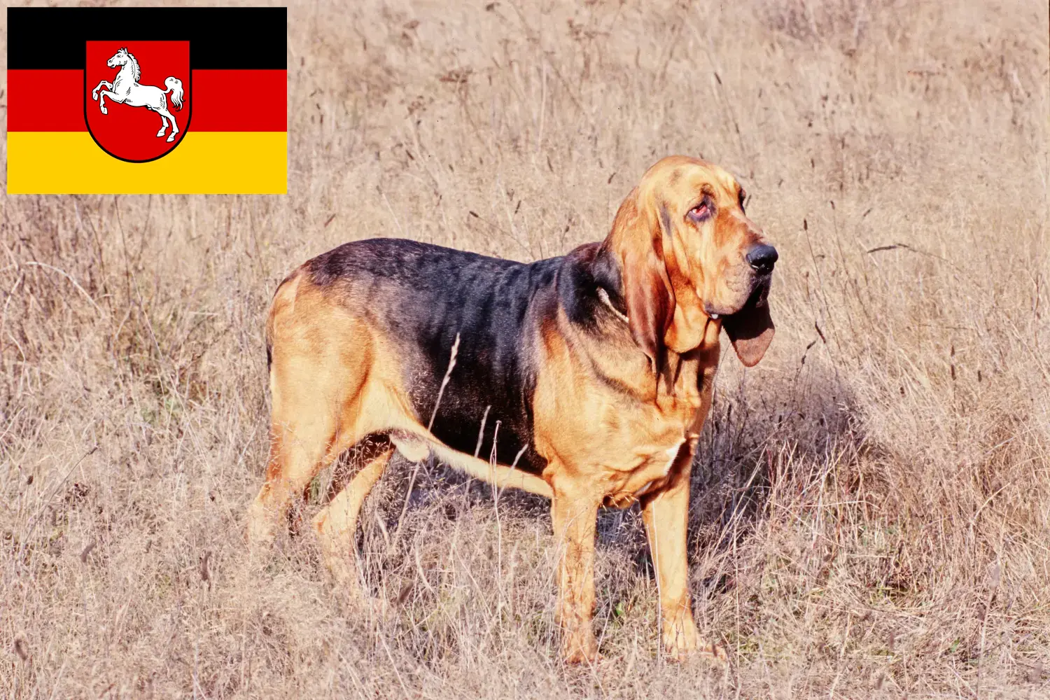 Read more about the article Hodowcy psów rasy Bloodhound i szczenięta w Dolna Saksonia