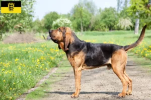 Read more about the article Hodowcy psów rasy Bloodhound i szczenięta w Badenia-Wirtembergia