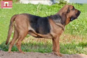 Read more about the article Hodowcy psów rasy Bloodhound i szczenięta w Brema