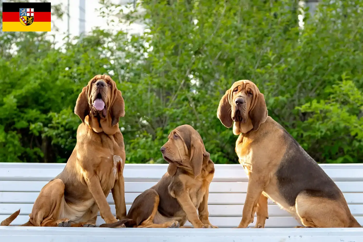 Read more about the article Hodowcy psów rasy Bloodhound i szczenięta w Kraj Saary