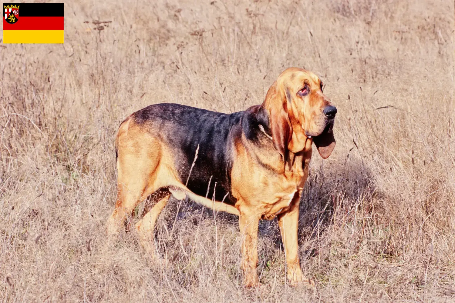 Read more about the article Hodowcy psów rasy Bloodhound i szczenięta w Nadrenia-Palatynat