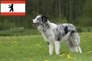 Read more about the article Border collie hodowcy i szczenięta w Berlin