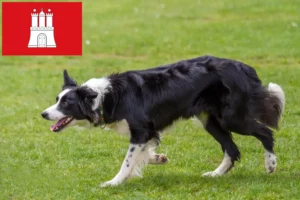 Read more about the article Border collie hodowcy i szczenięta w Hamburg