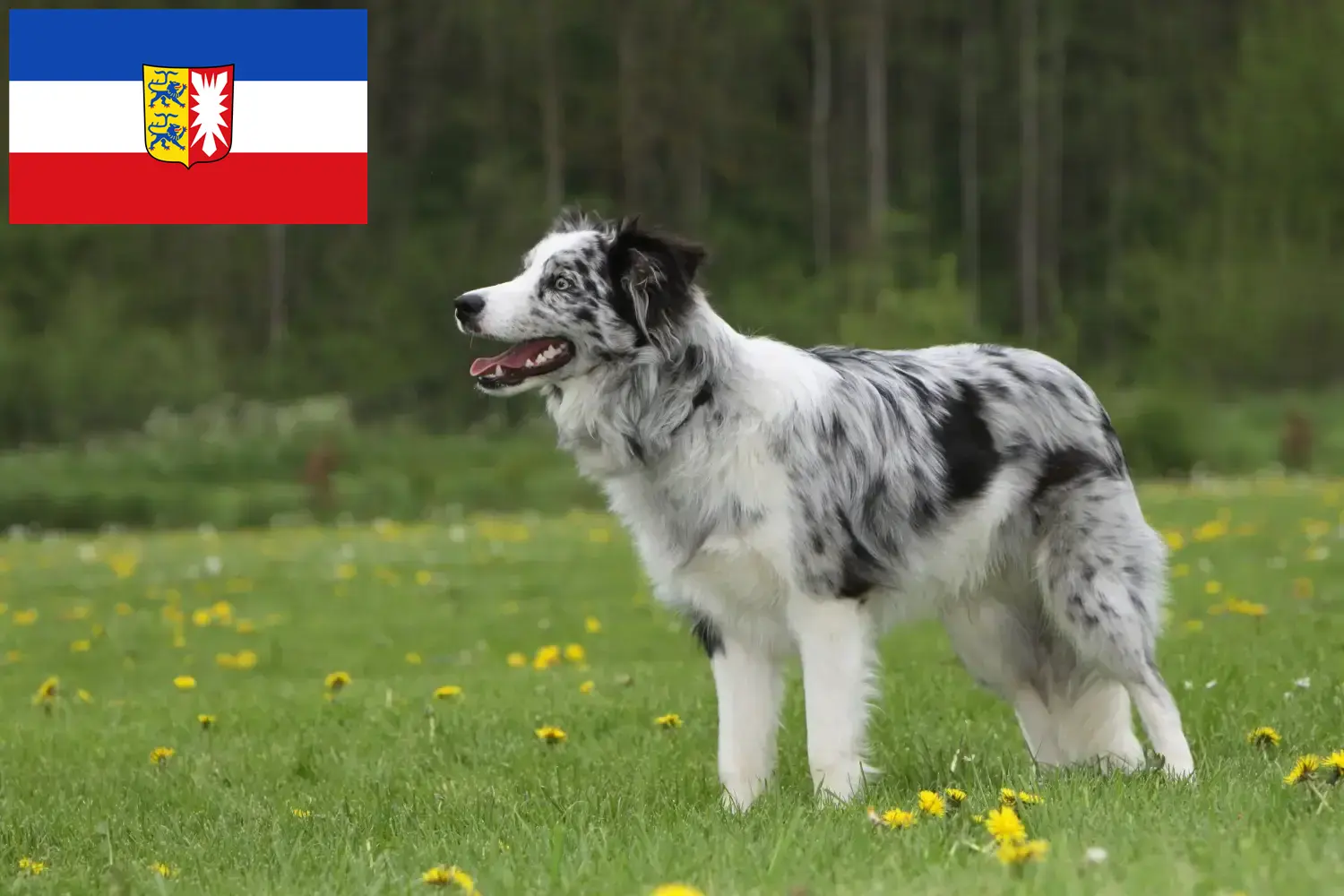 Read more about the article Border collie hodowcy i szczenięta w Szlezwik-Holsztyn