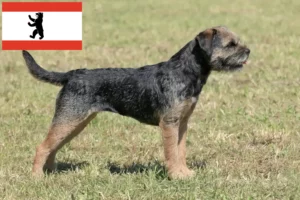 Read more about the article Border terrier hodowcy i szczenięta w Berlin