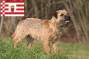 Read more about the article Border terrier hodowcy i szczenięta w Brema