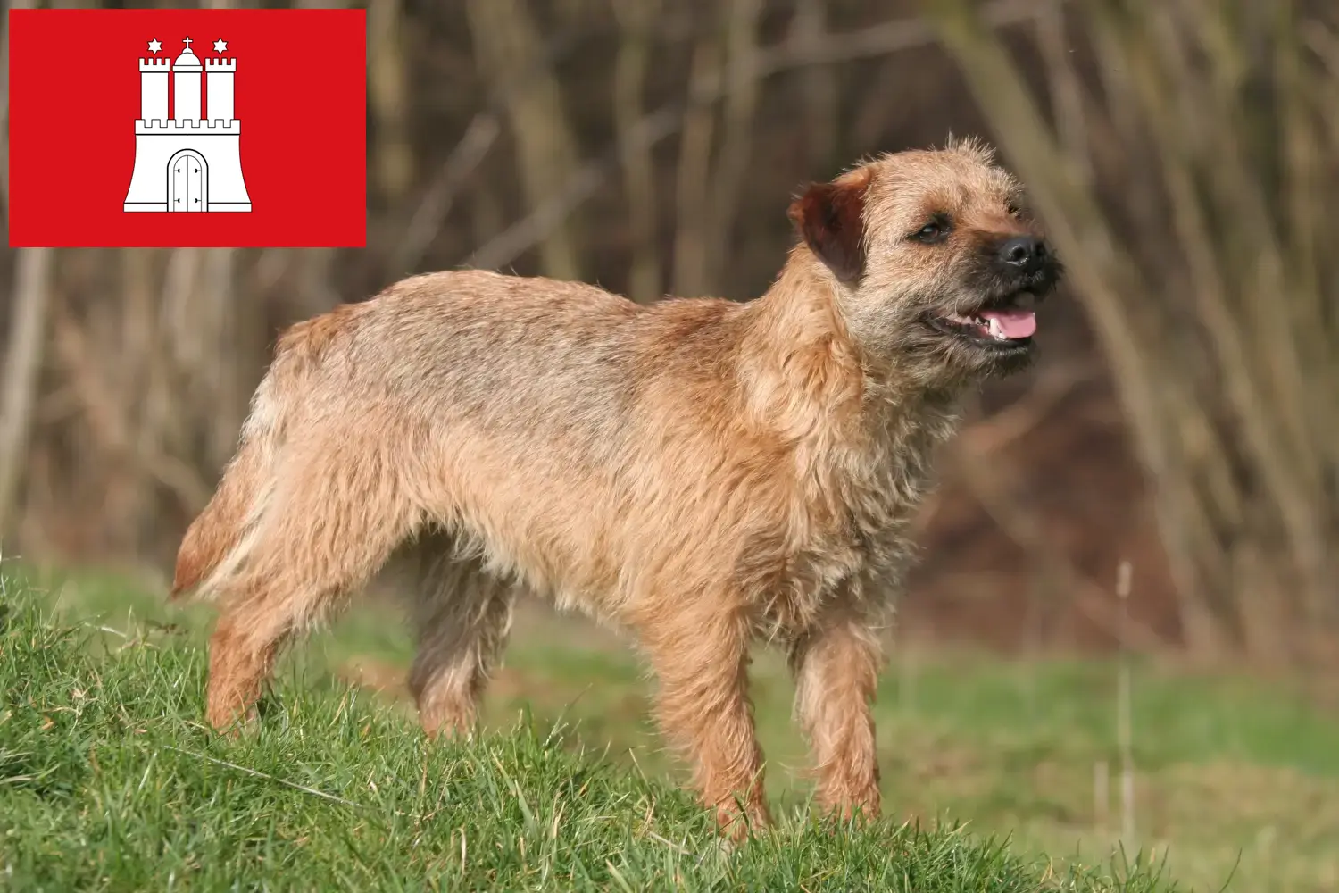 Read more about the article Border terrier hodowcy i szczenięta w Hamburg