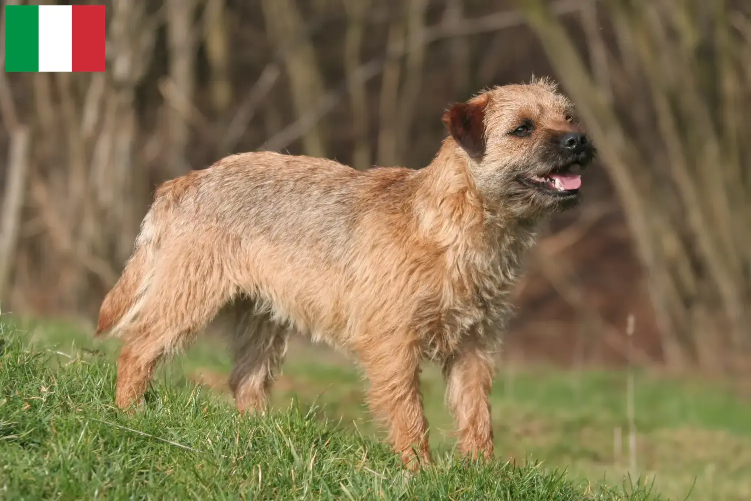 Read more about the article Border terrier hodowcy i szczenięta w Włochy