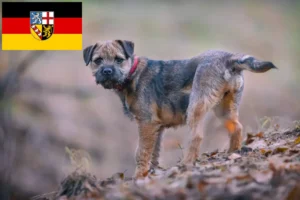 Read more about the article Hodowcy i szczenięta Border terrier w Kraj Saary