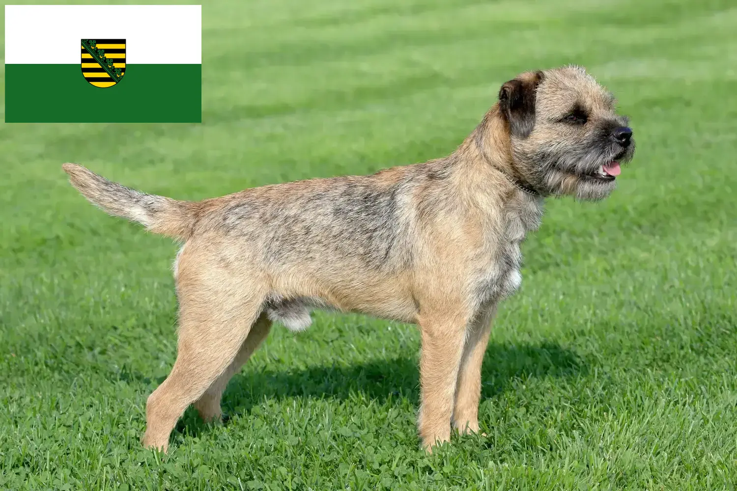 Read more about the article Hodowcy i szczenięta Border terrier w Saksonia