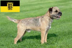 Read more about the article Hodowcy i szczenięta Border terrier w Badenia-Wirtembergia