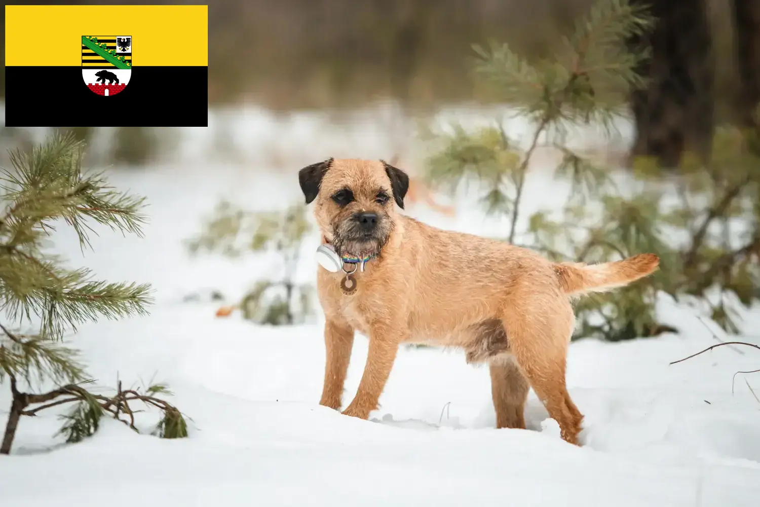 Read more about the article Hodowcy i szczenięta Border terrier w Saksonia-Anhalt