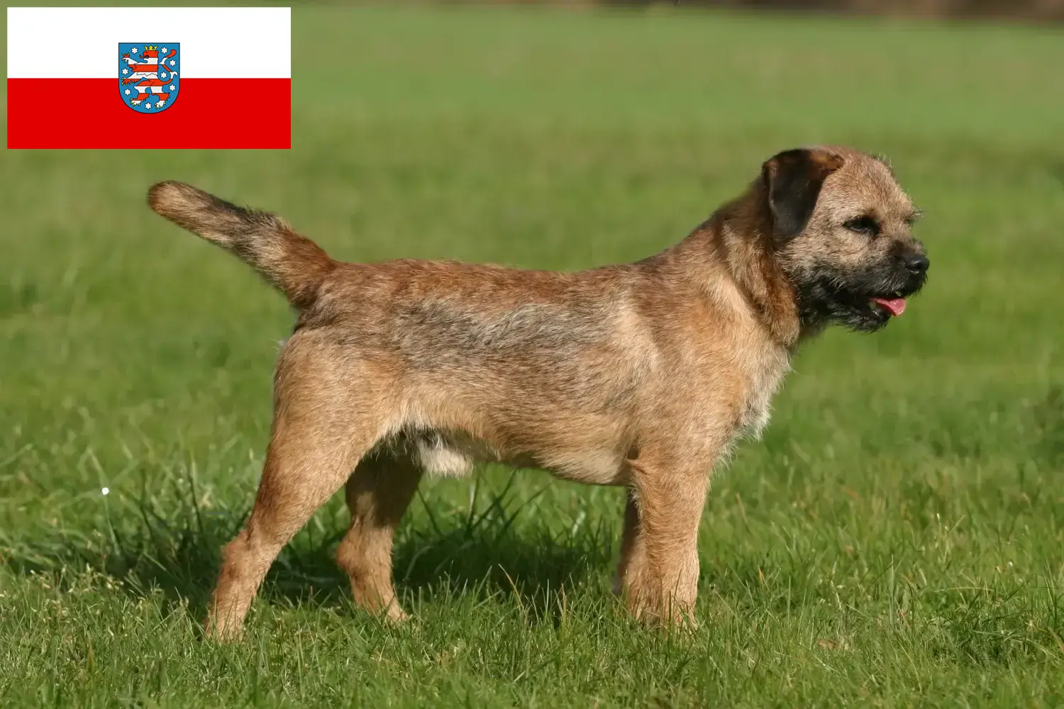 Read more about the article Hodowcy i szczenięta Border terrier w Turyngia