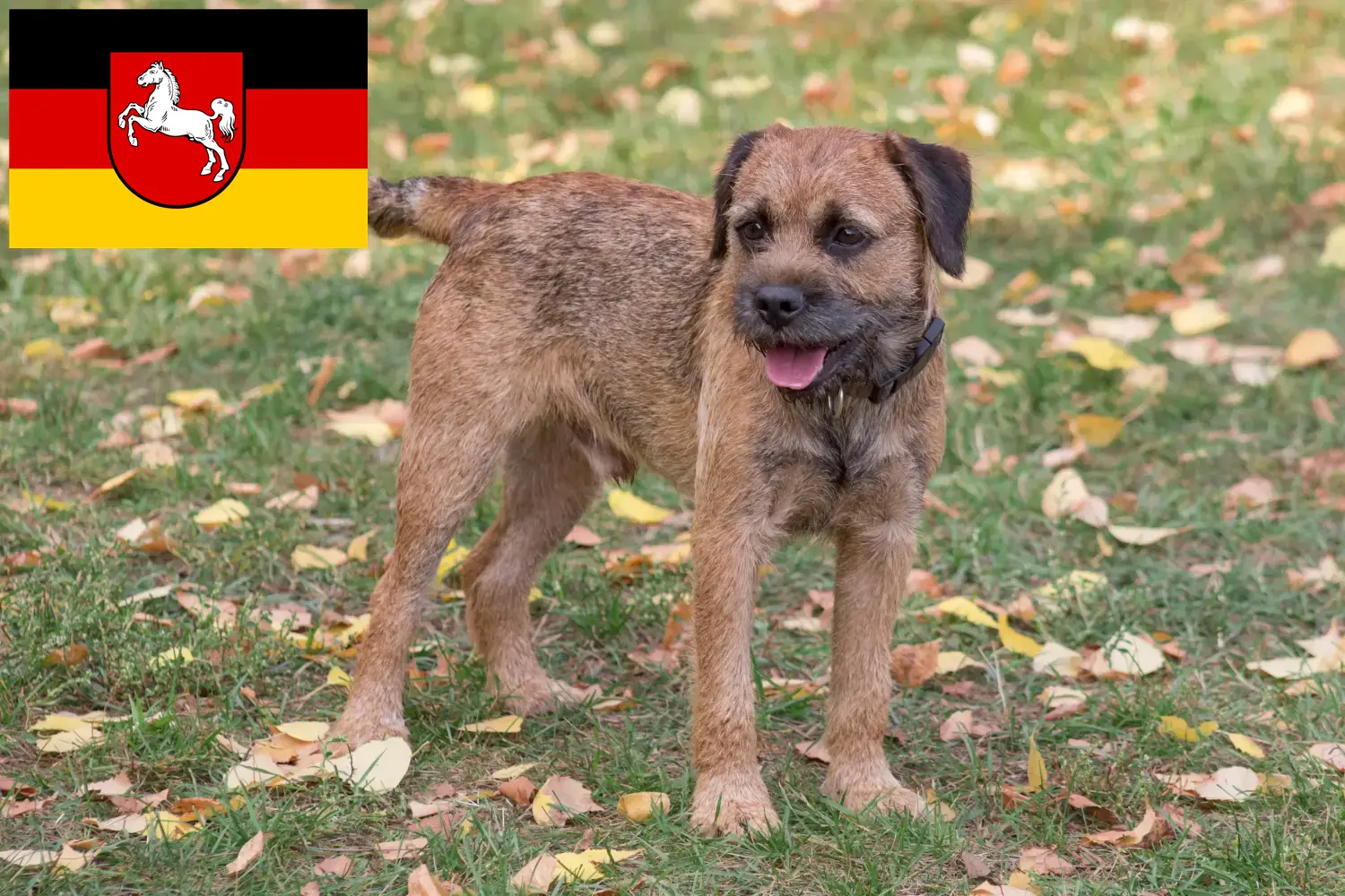 Read more about the article Hodowcy i szczenięta Border terrier w Dolna Saksonia