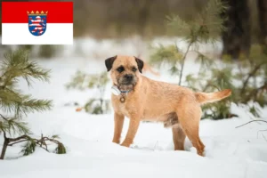 Read more about the article Border terrier hodowcy i szczenięta w Hesja