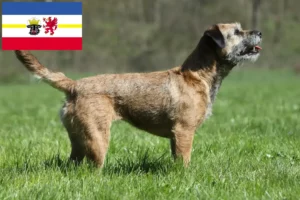 Read more about the article Hodowcy i szczenięta Border terrier w Meklemburgia-Pomorze Przednie