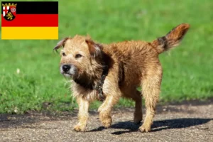 Read more about the article Hodowcy i szczenięta Border terrier w Nadrenia-Palatynat