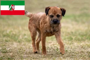 Read more about the article Hodowcy i szczenięta Border terrier w Nadrenia Północna-Westfalia