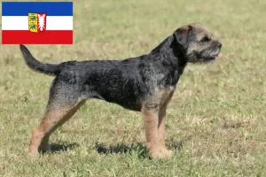 Read more about the article Hodowcy i szczenięta Border terrier w Szlezwik-Holsztyn