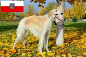 Read more about the article Hodowcy i szczenięta borzoi w Turyngia