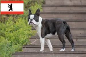 Read more about the article Hodowcy i szczenięta Boston terrier w Berlin