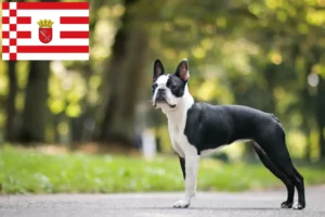 Read more about the article Hodowcy i szczenięta Boston terrier w Brema