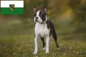 Read more about the article Hodowcy i szczenięta Boston terrier w Saksonia